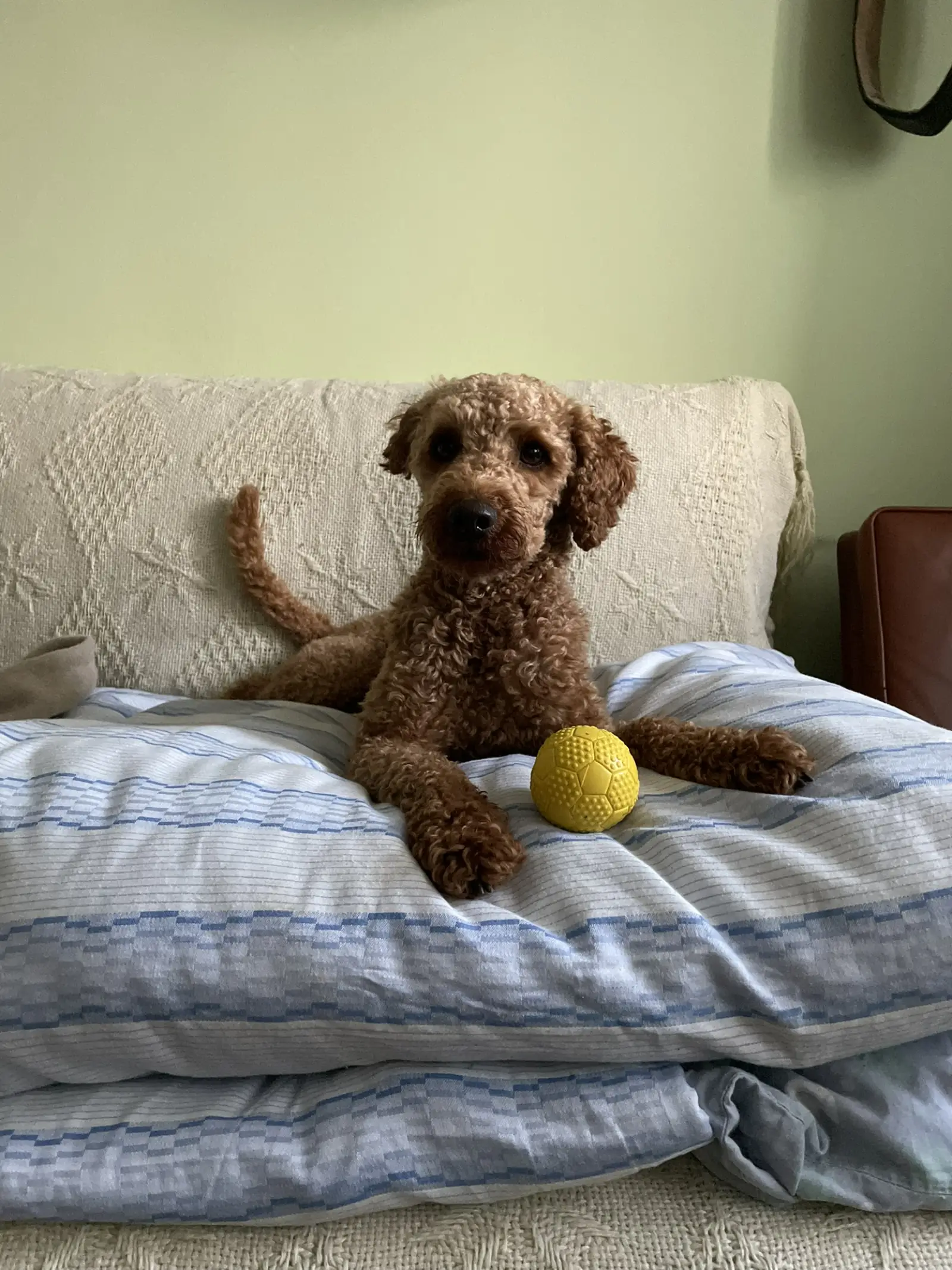 Rexi sitzt auf einem Sofa neben einem gelben Häkelball und schaut flehend