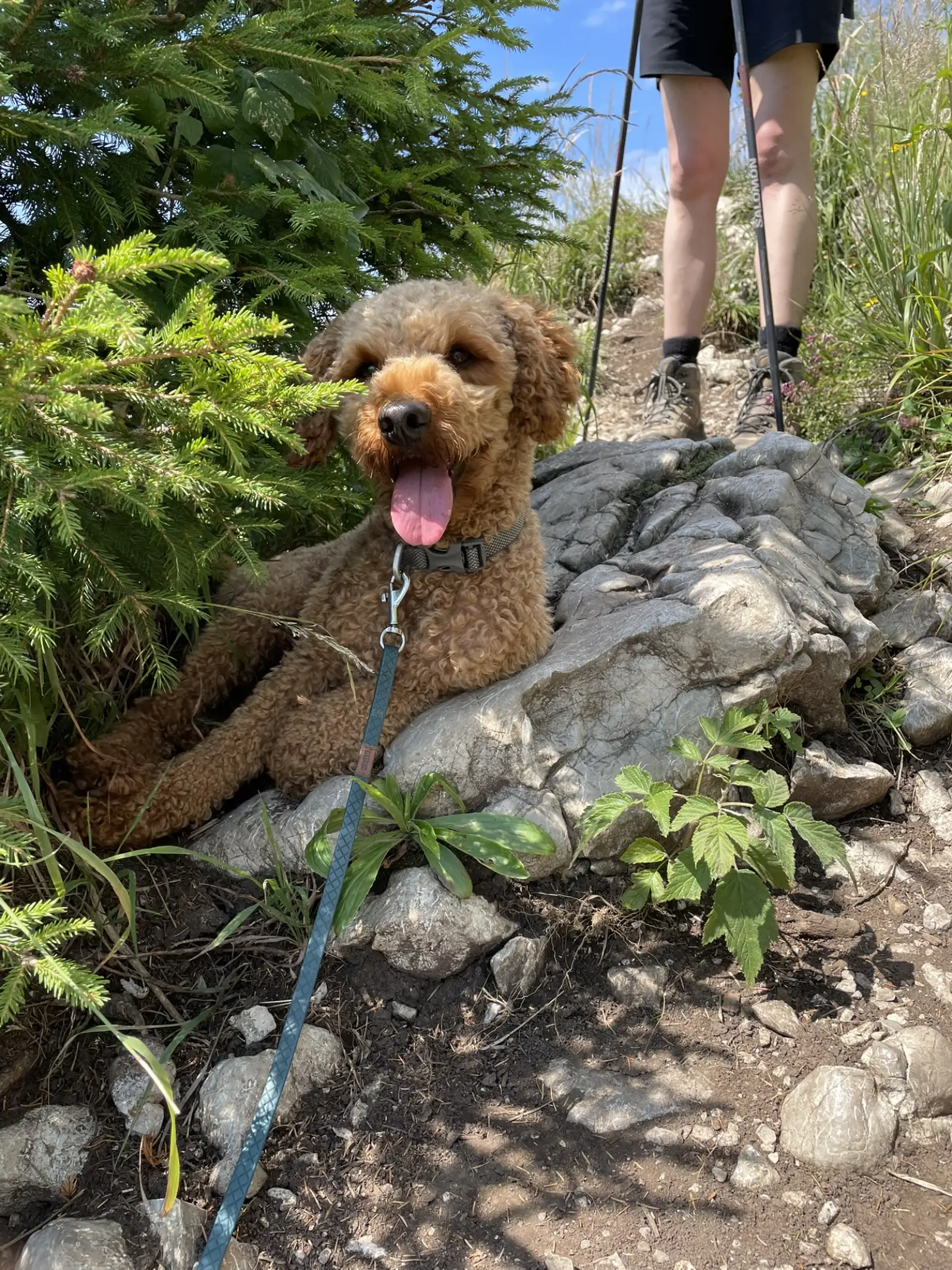 Rexi lying on a rock by a hiking trail, hiking boots and trekking poles in the background