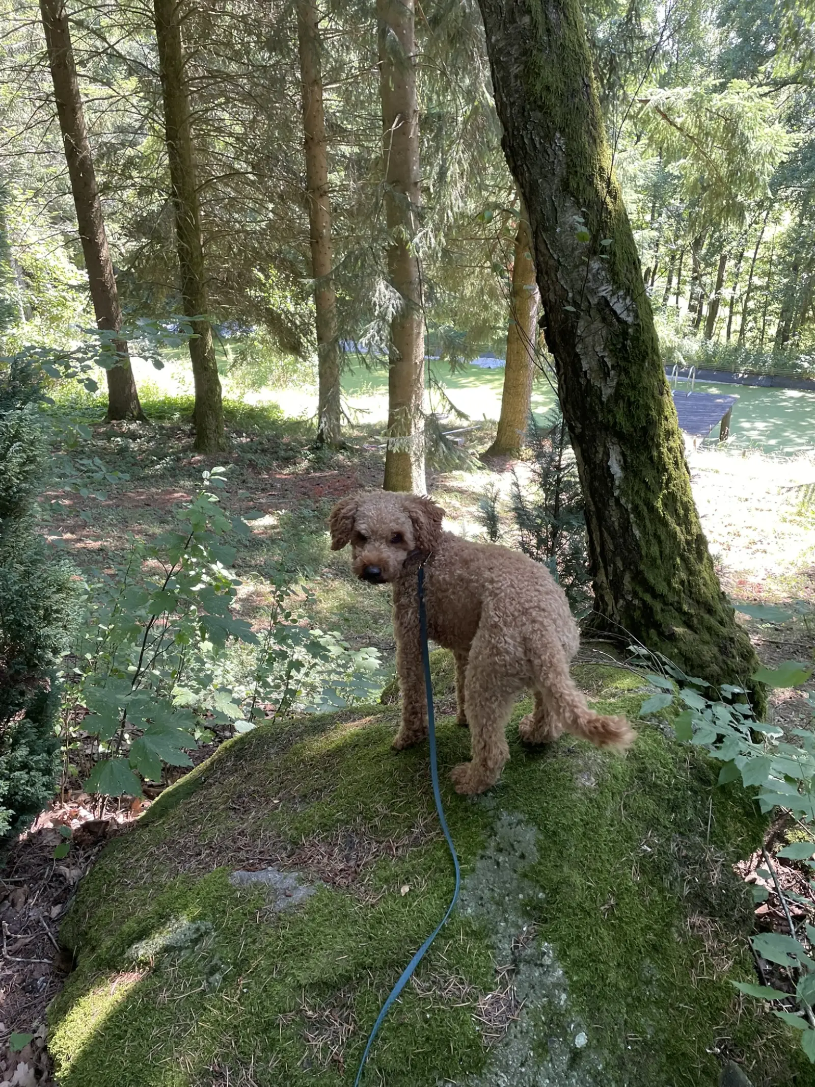 Rexi standing on a moss-covered rock in the forest near Rohrbach, Upper Austria