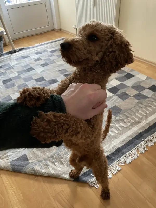Rexi macht Männchen und legt die Pfoten auf meine Hand