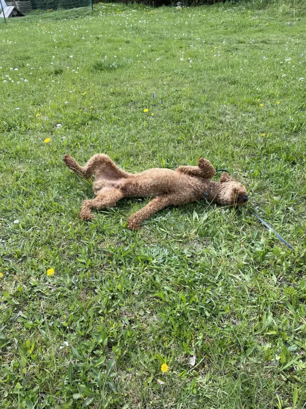 Rexi liegt auf dem Rücken im Gras, alle vier Pfoten in der Luft