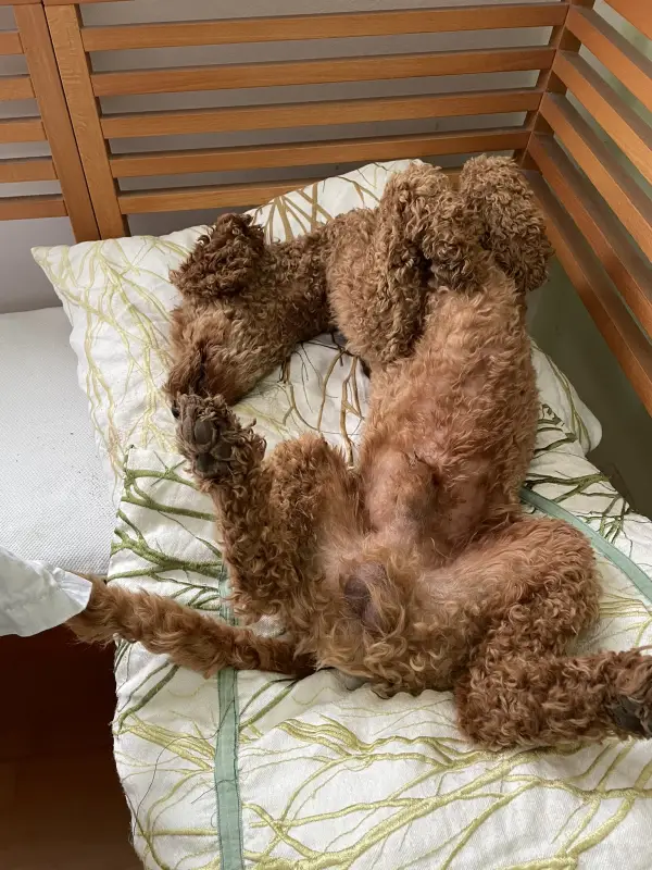Rexi liegt auf dem Rücken auf einem Bett, alle vier Pfoten in der Luft