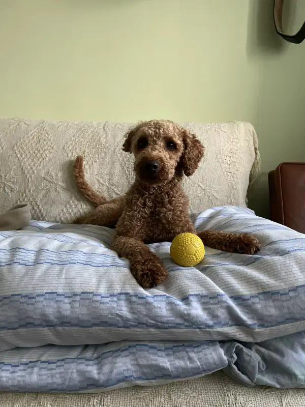 Rexi sitzt auf einem Sofa neben einem gelben Häkelball und schaut flehend
