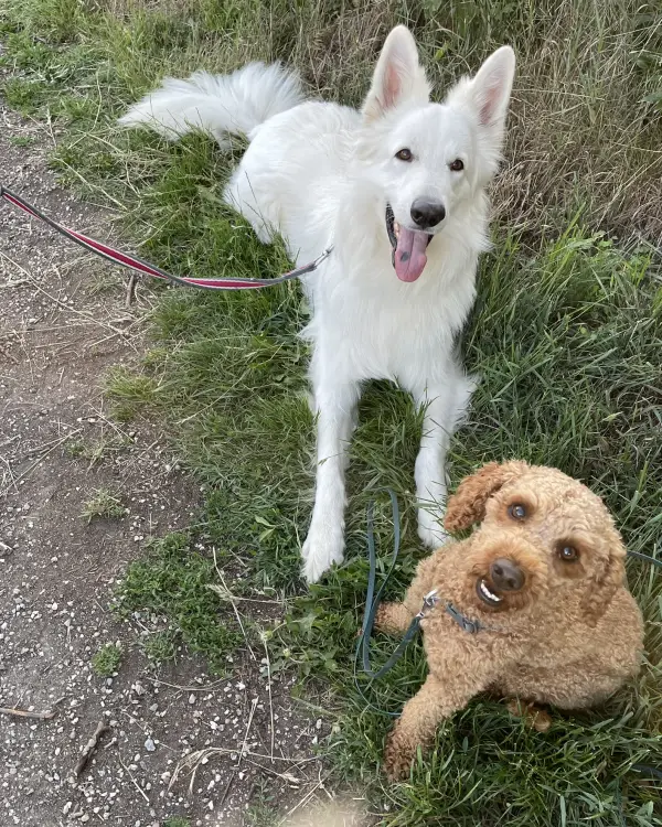 Rexi und sein Kumpel Ice, ein weißer Schäferhund, liegen nebeneinander auf einem Feldweg