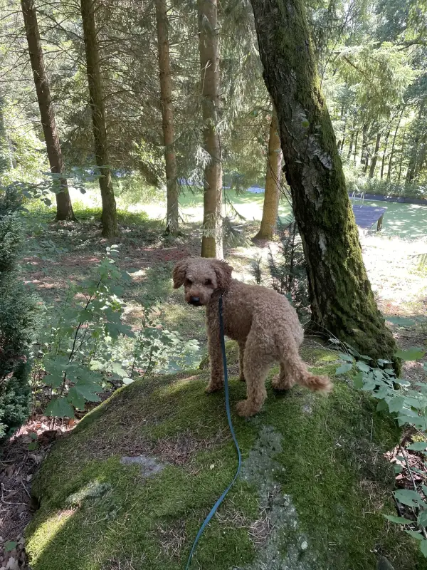 Rexi steht auf einem moosbedeckten Felsen im Wald bei Rohrbach in Oberösterreich