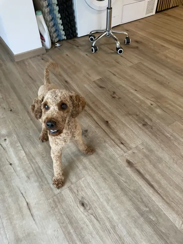 Rexi frisch vom Hundefriseur, steht auf einem hellen Vinylboden